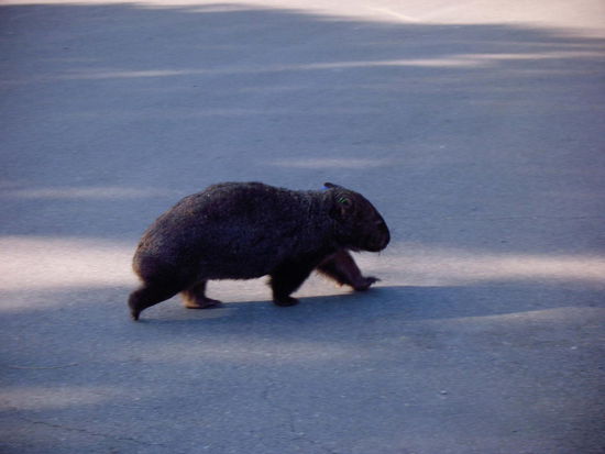hihi ein Wombat