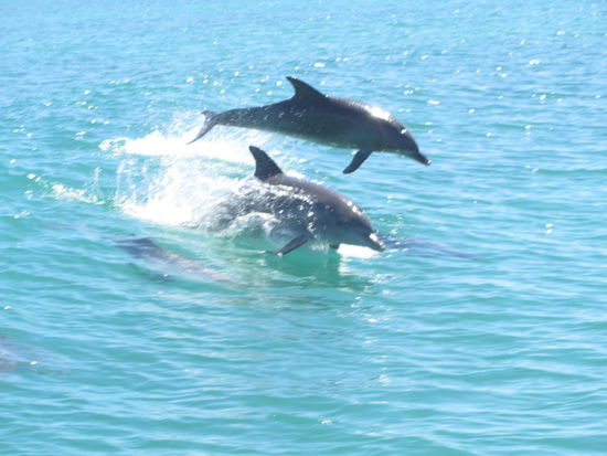 die haben einen solchen Spass in den Wellen - so wie wir