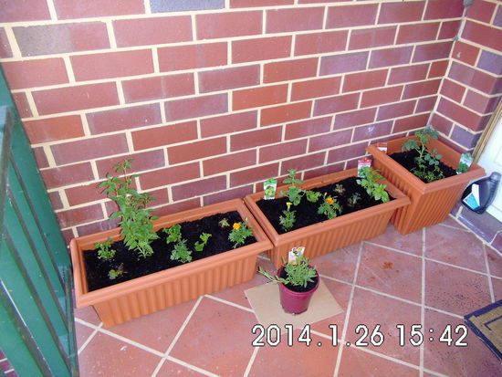 mein Garten, ganz zu Beginn - mit Blumen, einer Tomatenpflanze, Lavendel, Apfelminze, Basilikum, Salat,Petersilie und einer super scharfen Chillipflanze