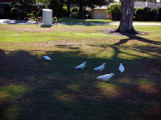 Diese Vögel sind überall hier im Park, sie haben diesen gelben Kamm aufm Kopf-Kakadus