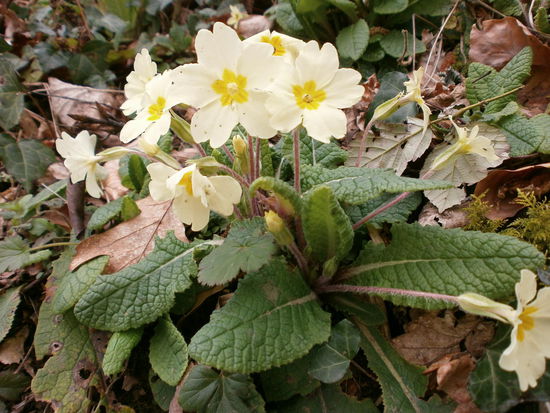 Wir kaufen die im Blumenladen und pflanzen sie in den Garten und hier??? Hier wachsen die Wild!!! Total schön sieht das aus  Wie heißen die nochmal???