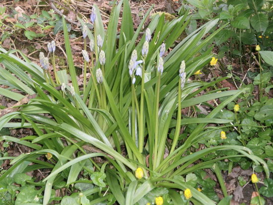 Die ersten Bluebells (blühen zwar noch nicht komplett)  Pat meinte, dass die bald überall sind!