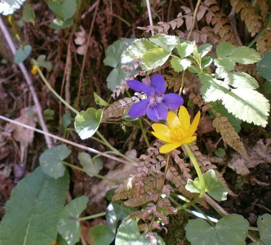 Da isses das Veilchen  Die blaue Blume