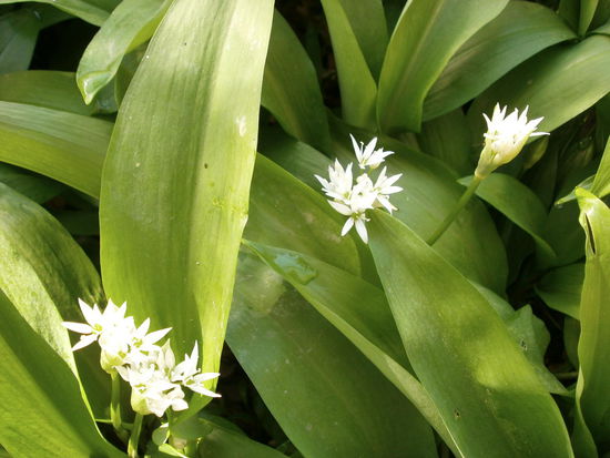 Das ist der Bärlauch oder auch 'wild garlic'