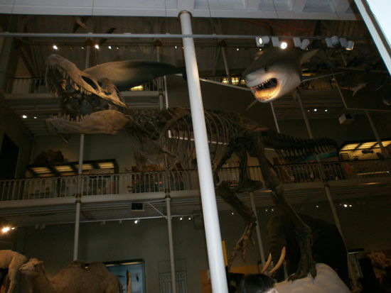 Auf den Spuren von T Rex im Museum
