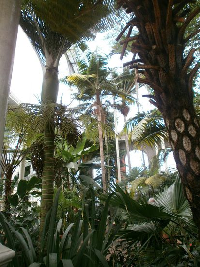 Im Palmenhaus (für dich Papa  )