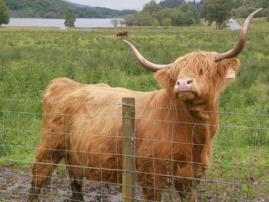 Die Highland Kuh, oder wie sie die Schotten nennen, die Hairy Coo  Die durften wir füttern