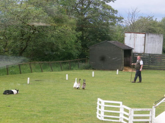 Mittagspause in Aberfoyle mit dem Woll-center und einer live Vorführung eines fleißigen Hütehundes