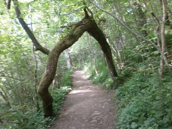 Ein bizarr gewachsener Baum