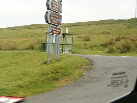 Wanlockhead - Hier fahren auch die Schafe Bus