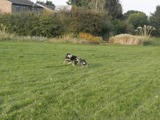Alfie und Milli am spielen im Park