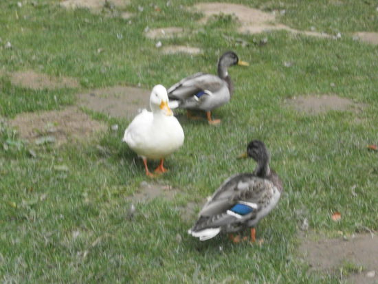 Da waren soooo viele Enten!!!!! Aber nur eine war weiß