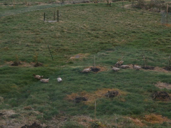 Die Enten  soooooo cute