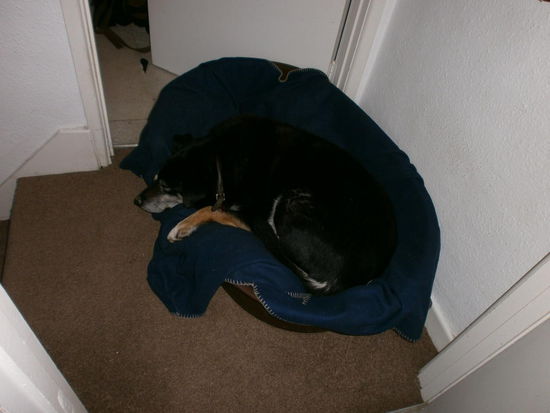 Der schon ältere Hund Tucker