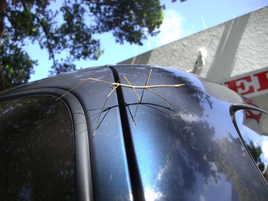 Mimikri in Perfektion - dieses Insekt koennte auch ein Ast sein...