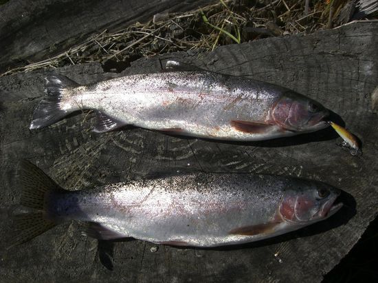Zwei schoene Forellen am fruehen Morgen.