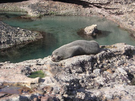 Fur Seals - (noch) sehr verbreitet in NZ