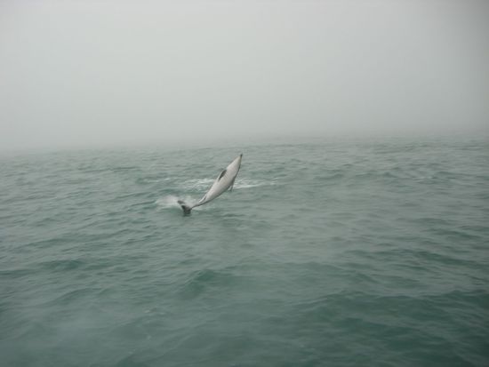 Gut gelaunter Dusky Dolphin