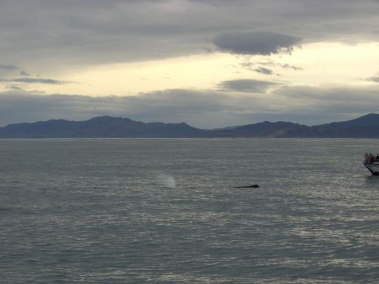 Blasender 17m Pottwal, leider nicht perfekt getroffen 