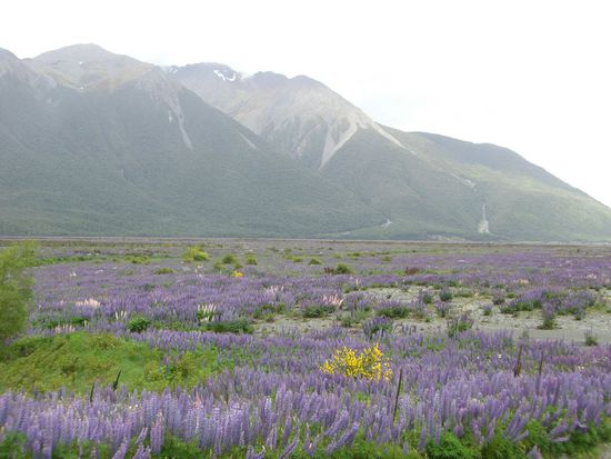 Fingerhut soweit das Auge reicht