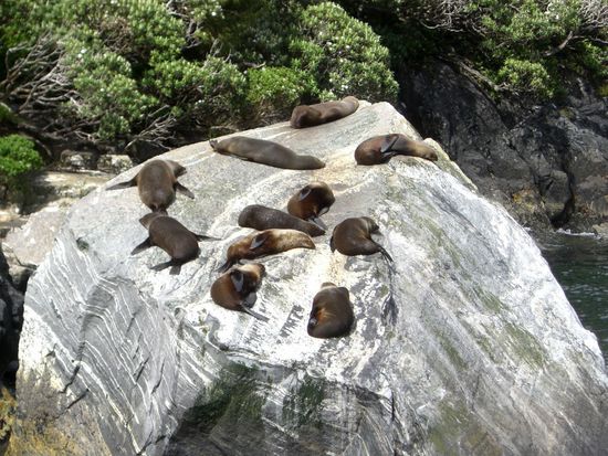 Fur Seals