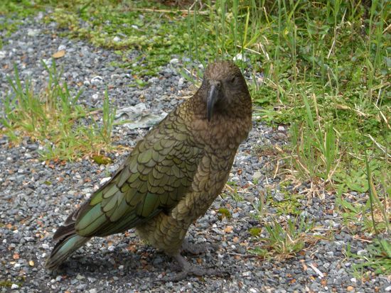 Der fiese Kea (da freut sich die Schigga)