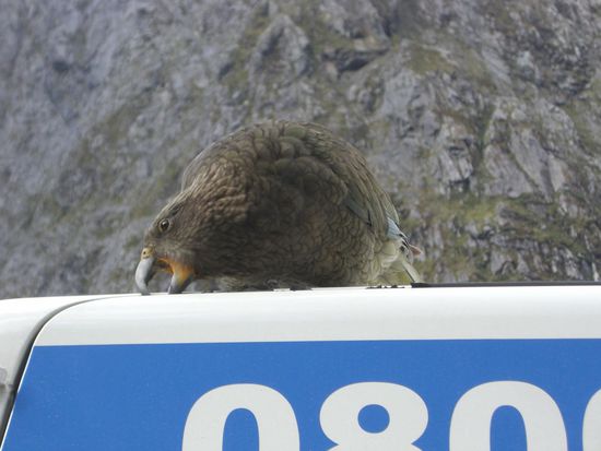 ... isst am liebsten Dichtungen...