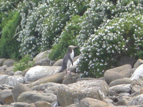 Yellow Eyed Penguin auf dem Heimweg