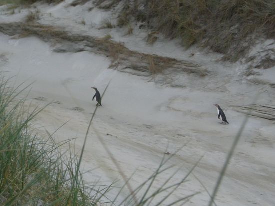 Und wieder zwei Pinguine auf der Rueckkehr vom Fischen
