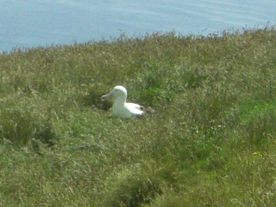 Ein bruetender Royal Albatross