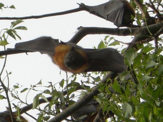 Flughunde im botanischen Garten