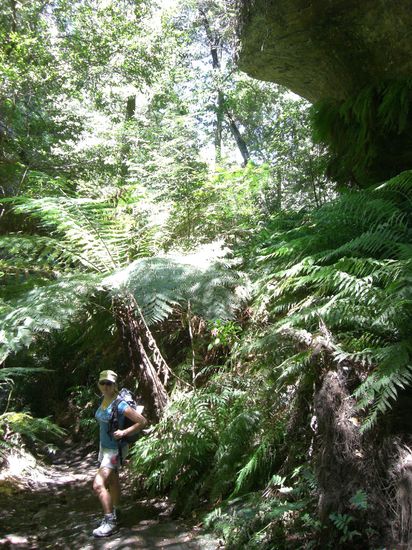 Dichter Dschungel beim Abstieg in den Canyon
