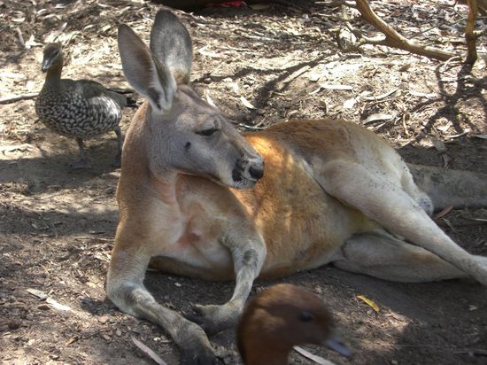 Selbst die Kangaroos chillen im Schatten