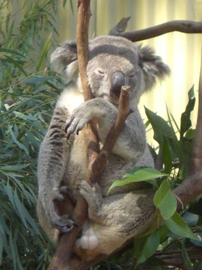 Drolliger Koala