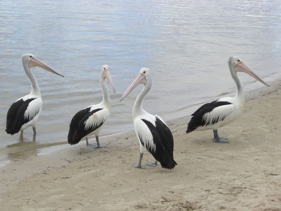 Pelicane am Campingplatz in Noosa