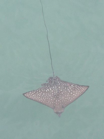 Stachelrochen nahe der Marina