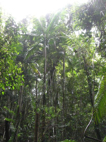 Urwald nahe Central Station