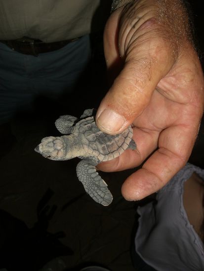 Kleine Schildkroete kurz nach dem Schluepfen