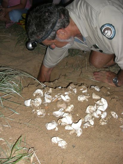 Eierzaehlen nach dem Schluepfen