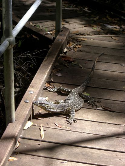 Der Waran versperrt uns den Rueckweg