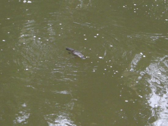 Das seltene Schnabeltier auf Futtersuche