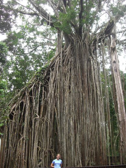 Riesiger "Curtain Fig Tree"