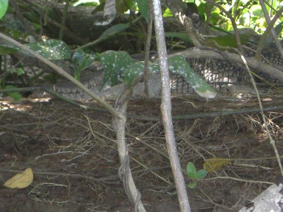 Gut getarntes Salzwasserkrokodil