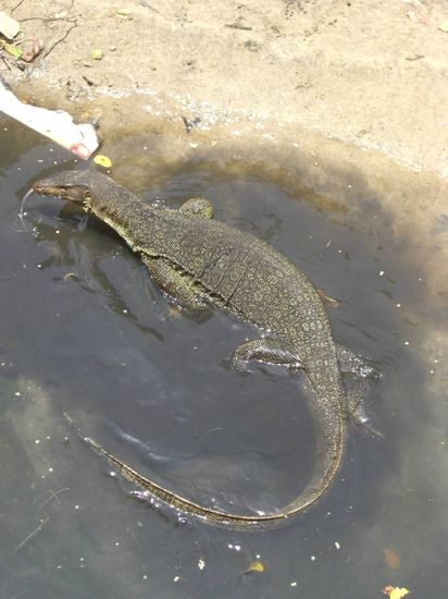 Große Warane suhlen sich hier in den Tümpeln