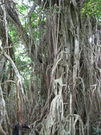 Riesiger Banyantree.
