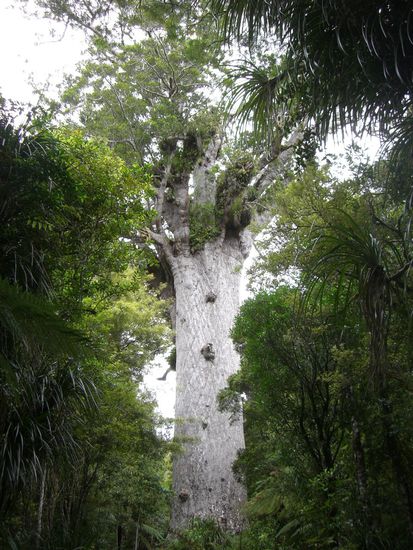 Etwa 2000 Jahre alter Kauri Baum, der groesste Neuseelands