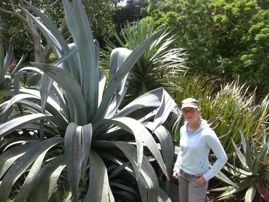 Schoene endemische Pflanzen