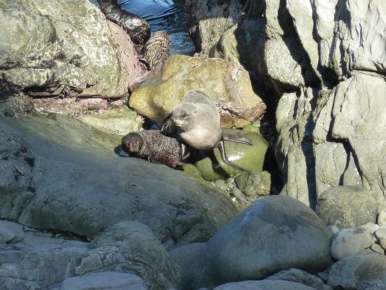 Mamarobbe und Babyrobbe - ich gaub heute wurde genug gespielt - ab nach Hause
