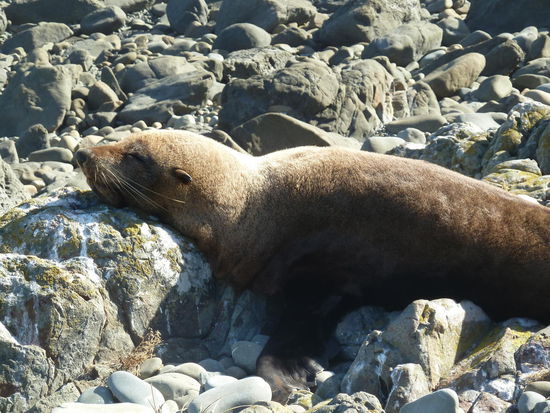 Eine einsame Robbe alleine in einer Bucht - ich geh mal davon aus, das das eine männliche Robbe ist und einfach nicht bei den Babies sein darf oder "soll"