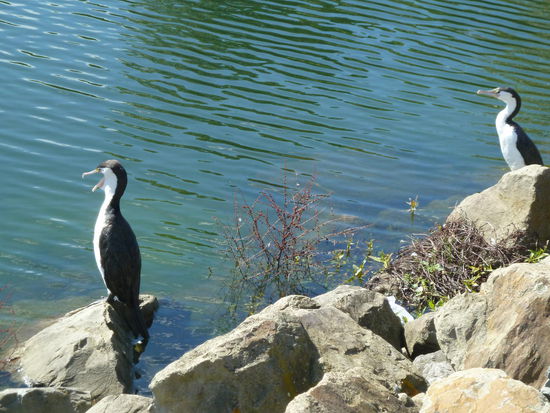 Eine Kormoranart - ich glaube es ist eine Elsterscharbe - pied shag